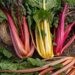 Potagères - Poirée Bright Lights en mélange - face recto